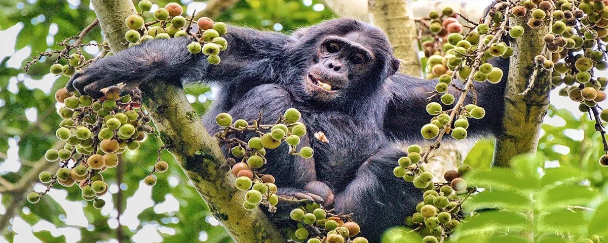 Do Chimpanzees in Uganda Live in the Wild or Semi-Captive Areas