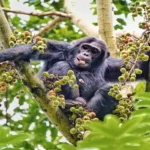 Do Chimpanzees in Uganda Live in the Wild or Semi-Captive Areas