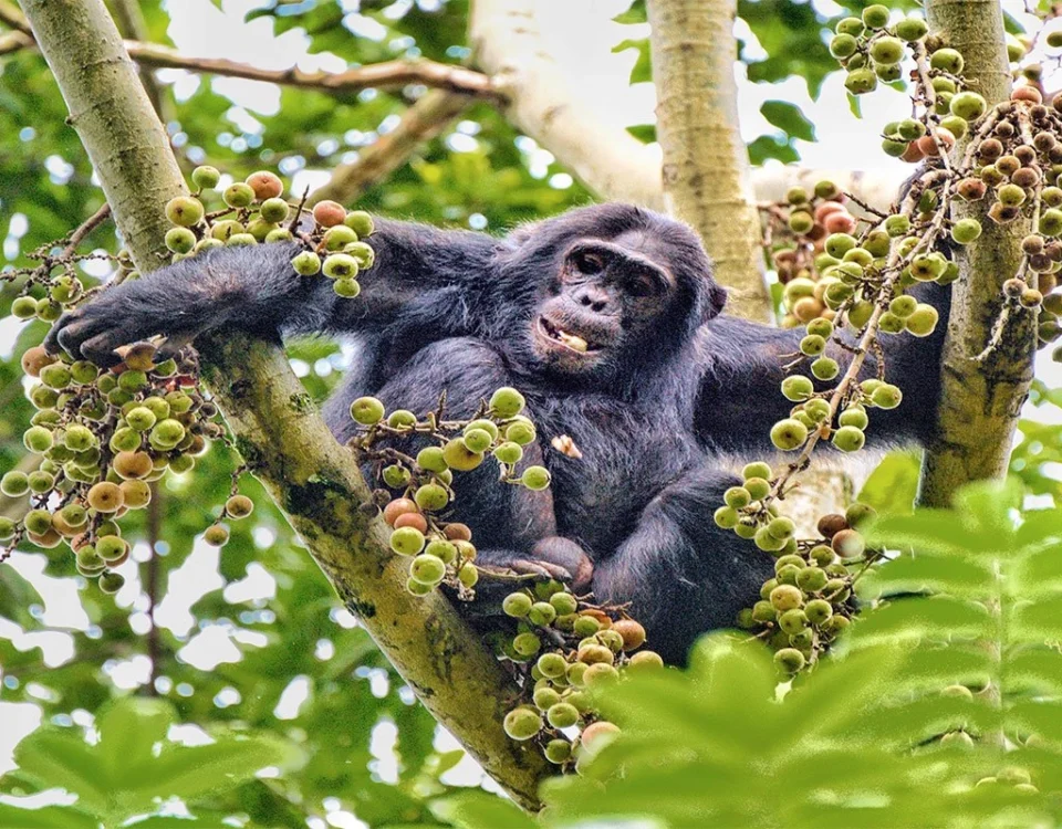 Do Chimpanzees in Uganda Live in the Wild or Semi-Captive Areas