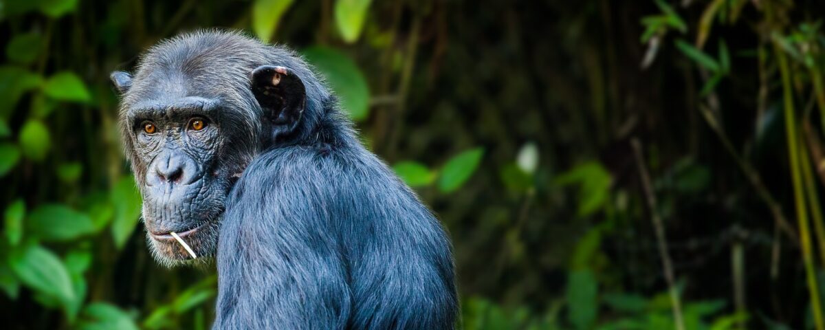 Do I Need a Permit for Chimpanzee Tracking in Uganda?