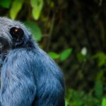 Do I Need a Permit for Chimpanzee Tracking in Uganda?