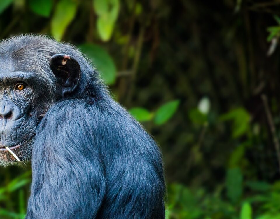 Do I Need a Permit for Chimpanzee Tracking in Uganda?