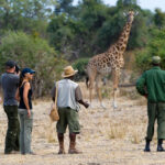 How Close Can I Get to Wildlife on a Walking Safari