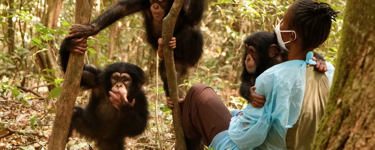How Close Can I Get to the Chimpanzees?