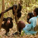 How Close Can I Get to the Chimpanzees?