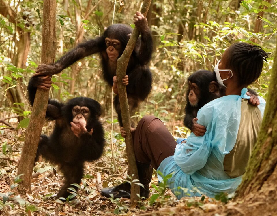 How Close Can I Get to the Chimpanzees?