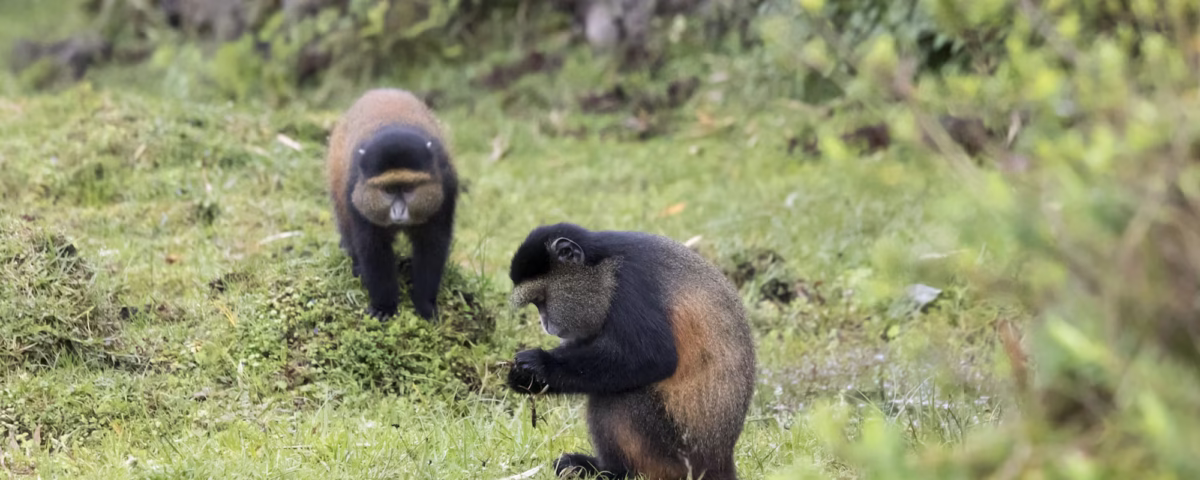 How Does Golden Monkey Tracking Support Conservation?