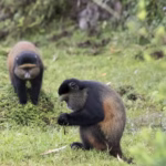 How Does Golden Monkey Tracking Support Conservation?