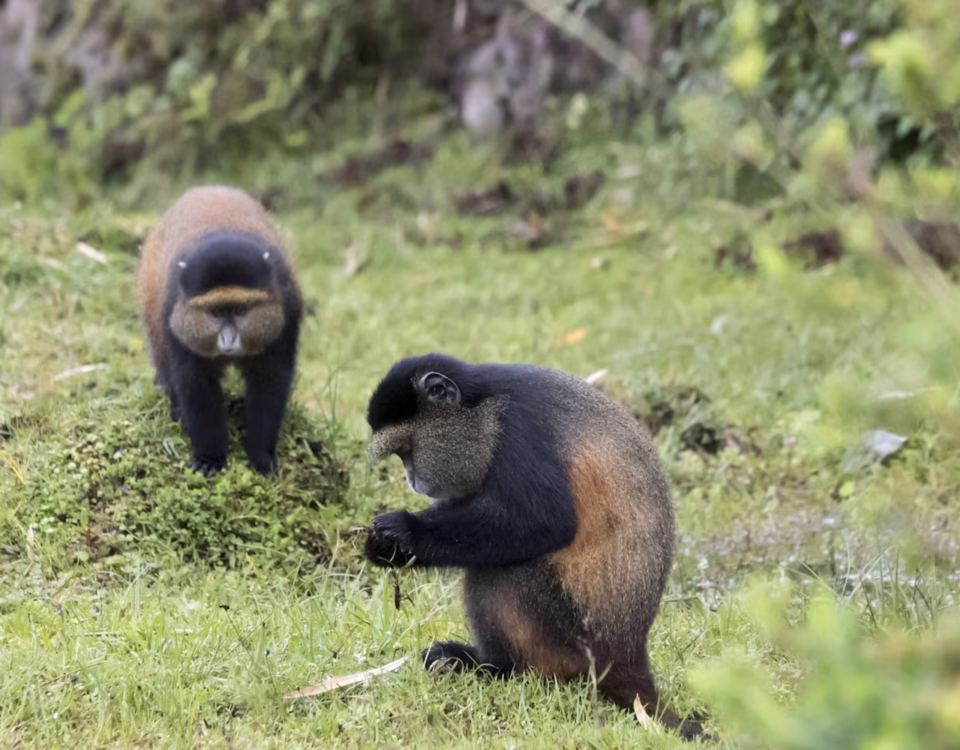 How Does Golden Monkey Tracking Support Conservation?