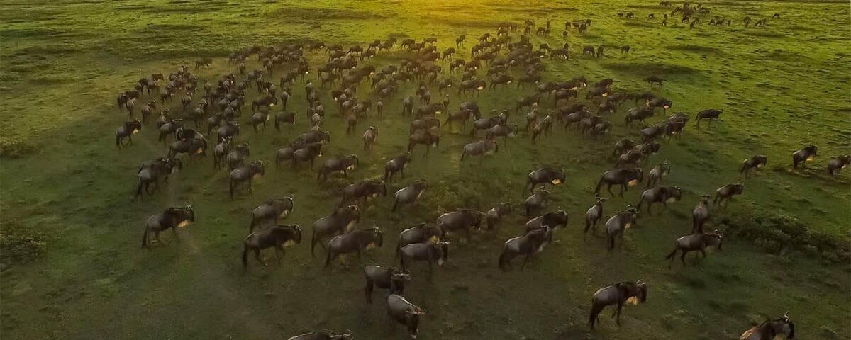 How Does the Great Migration Route Change Every Year?