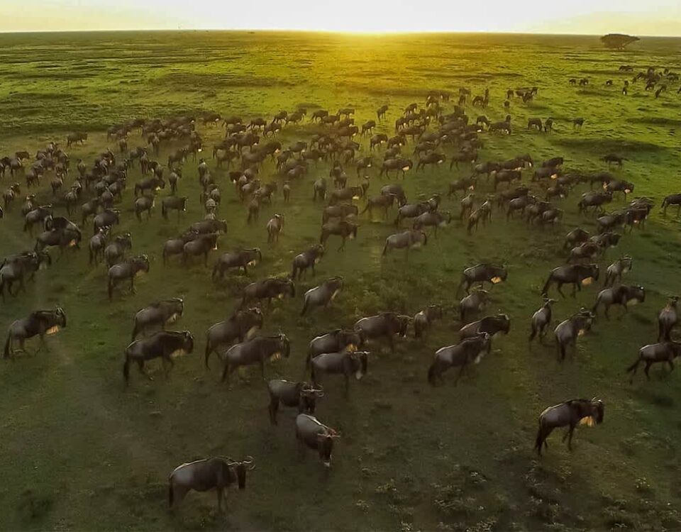 How Does the Great Migration Route Change Every Year?