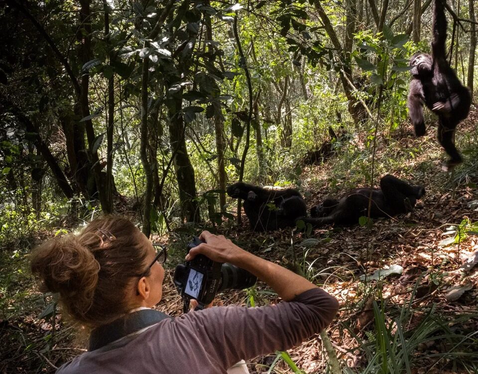 How Far Do I Need to Walk to See Chimpanzees?
