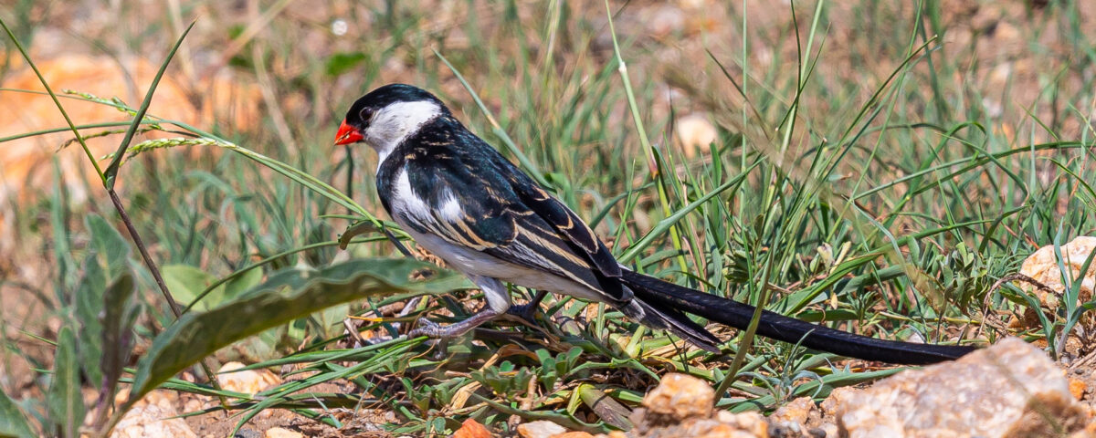 How Long Are Daily Birding Activities in Uganda?