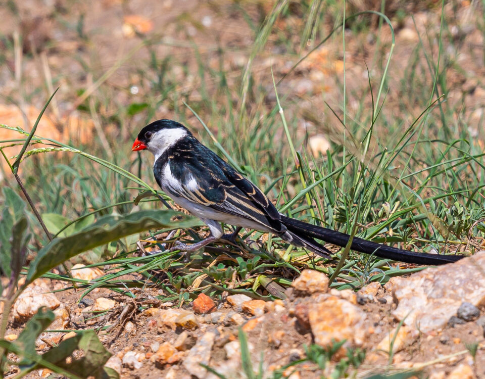 How Long Are Daily Birding Activities in Uganda?