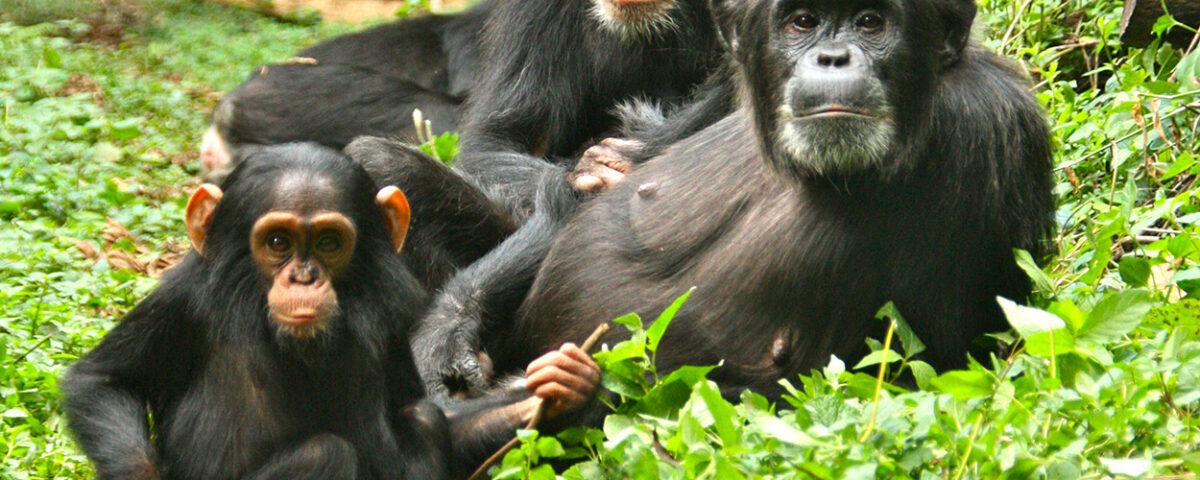 How Long Does Chimpanzee Tracking Take?