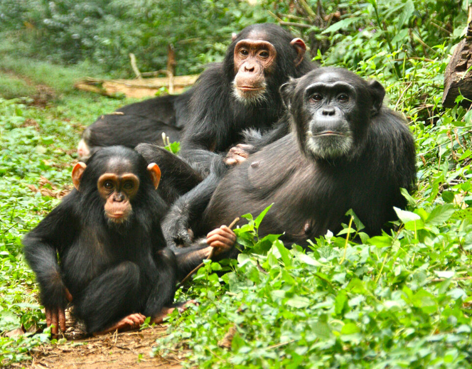 How Long Does Chimpanzee Tracking Take?