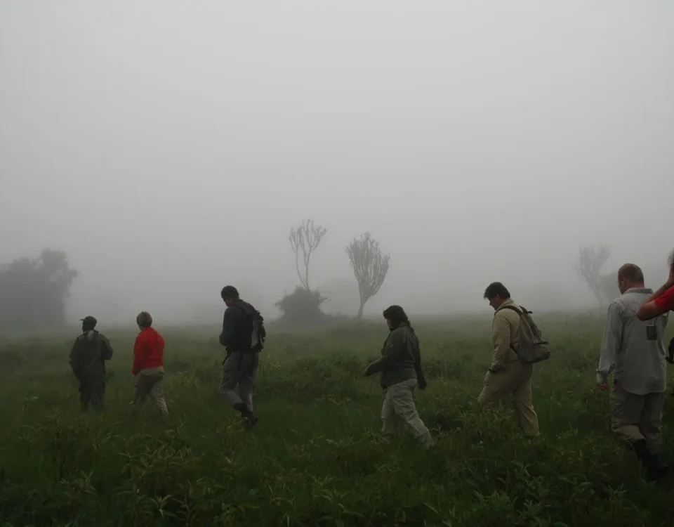 How long does a walking safari in Uganda usually take?