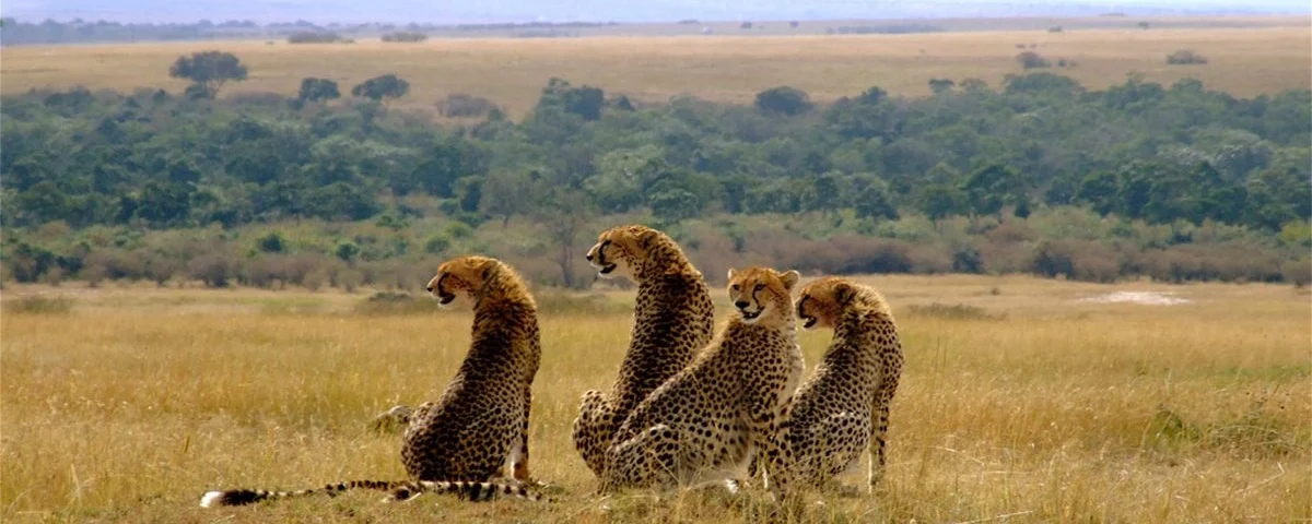 How Long Should I Plan for a Wildlife Safari in Kenya?