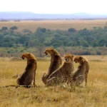 How Long Should I Plan for a Wildlife Safari in Kenya?