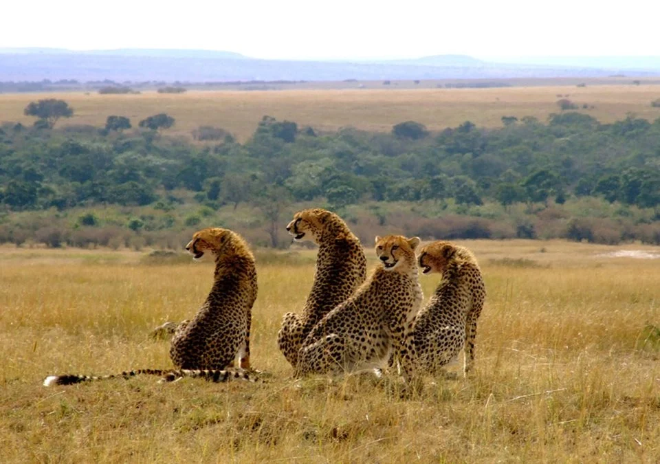 How Long Should I Plan for a Wildlife Safari in Kenya?