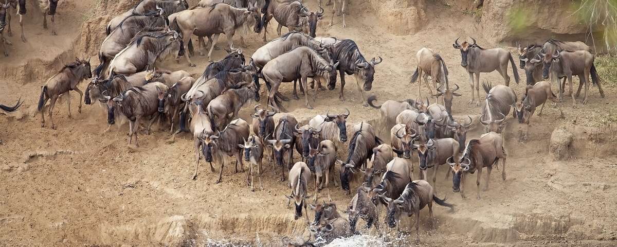 How Many Days Do I Need for a Great Migration Safari?