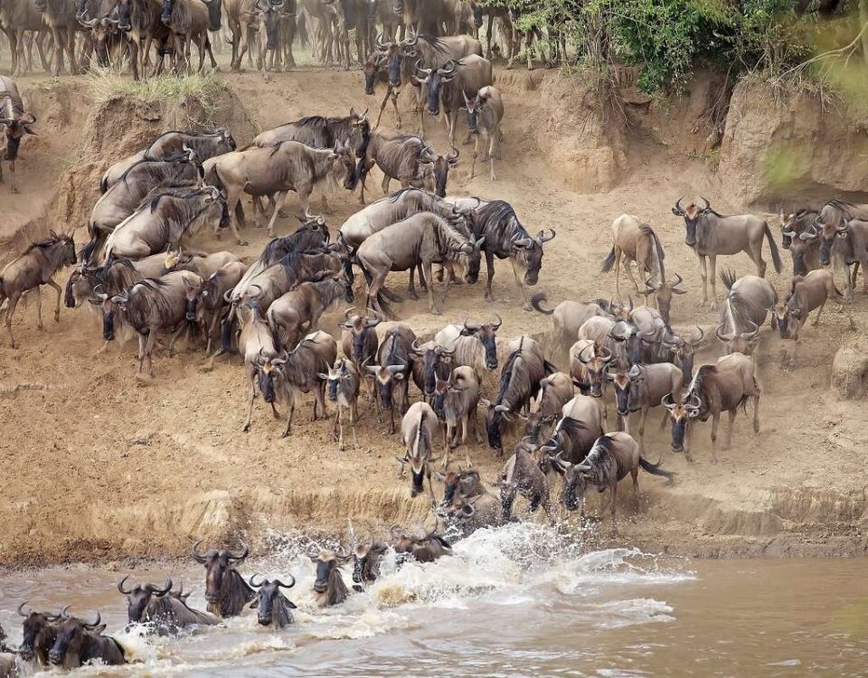 How Many Days Do I Need for a Great Migration Safari?