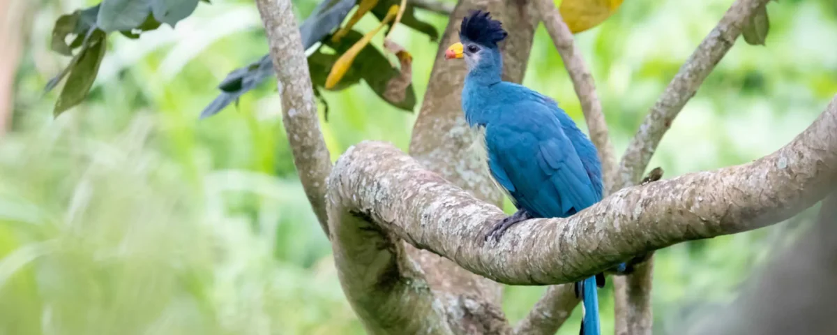 How Many Days Should I Spend on a Uganda Birding Safari?