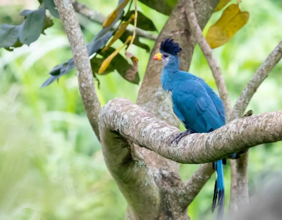 How Many Days Should I Spend on a Uganda Birding Safari?