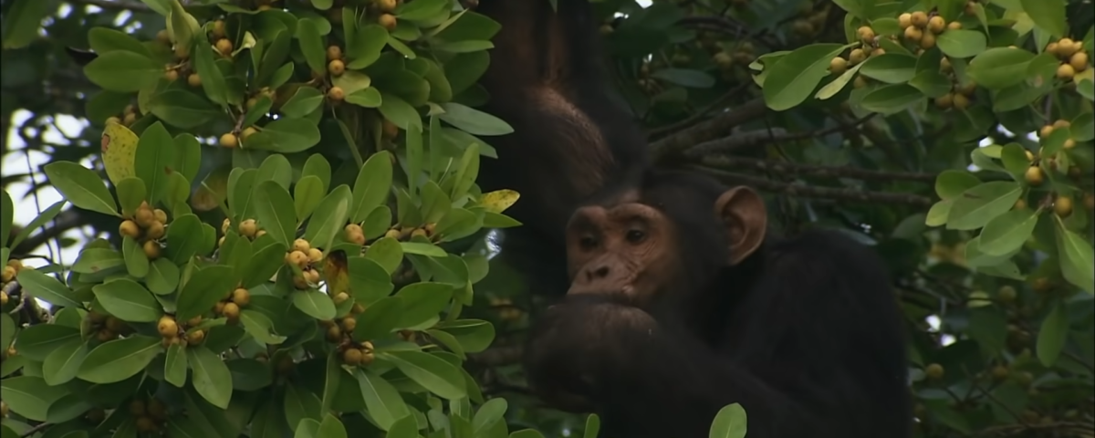 How Much Does a Chimpanzee Tracking Permit Cost