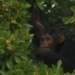 How Much Does a Chimpanzee Tracking Permit Cost