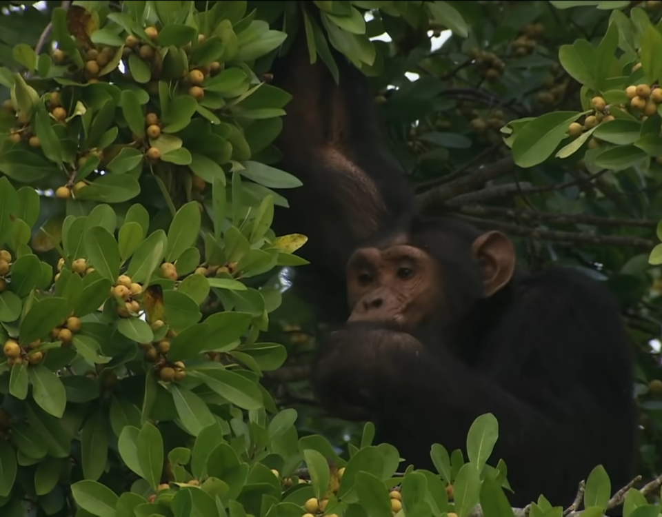 How Much Does a Chimpanzee Tracking Permit Cost
