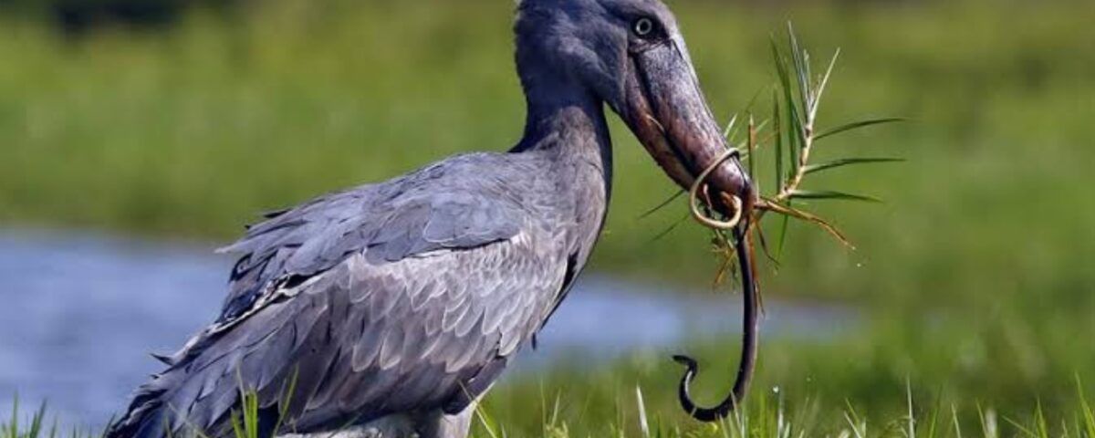 How Much Does a Uganda Birding Safari Cost