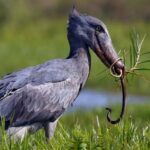 How Much Does a Uganda Birding Safari Cost