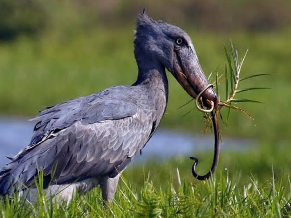 How Much Does a Uganda Birding Safari Cost