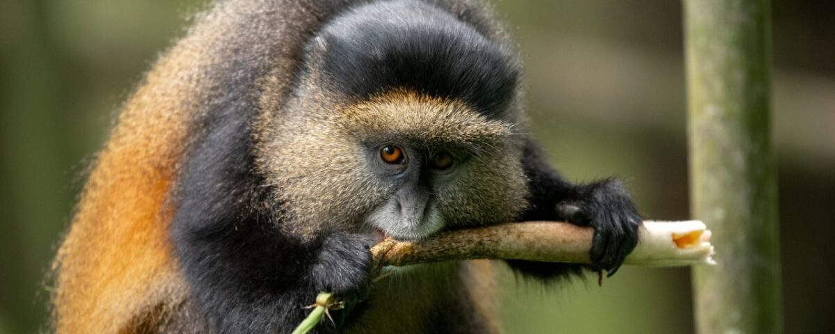 How Much Is a Golden Monkey Tracking Permit in Rwanda