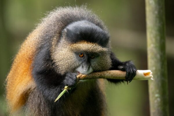 How Much Is a Golden Monkey Tracking Permit in Rwanda