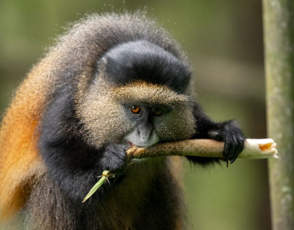 How Much Is a Golden Monkey Tracking Permit in Rwanda