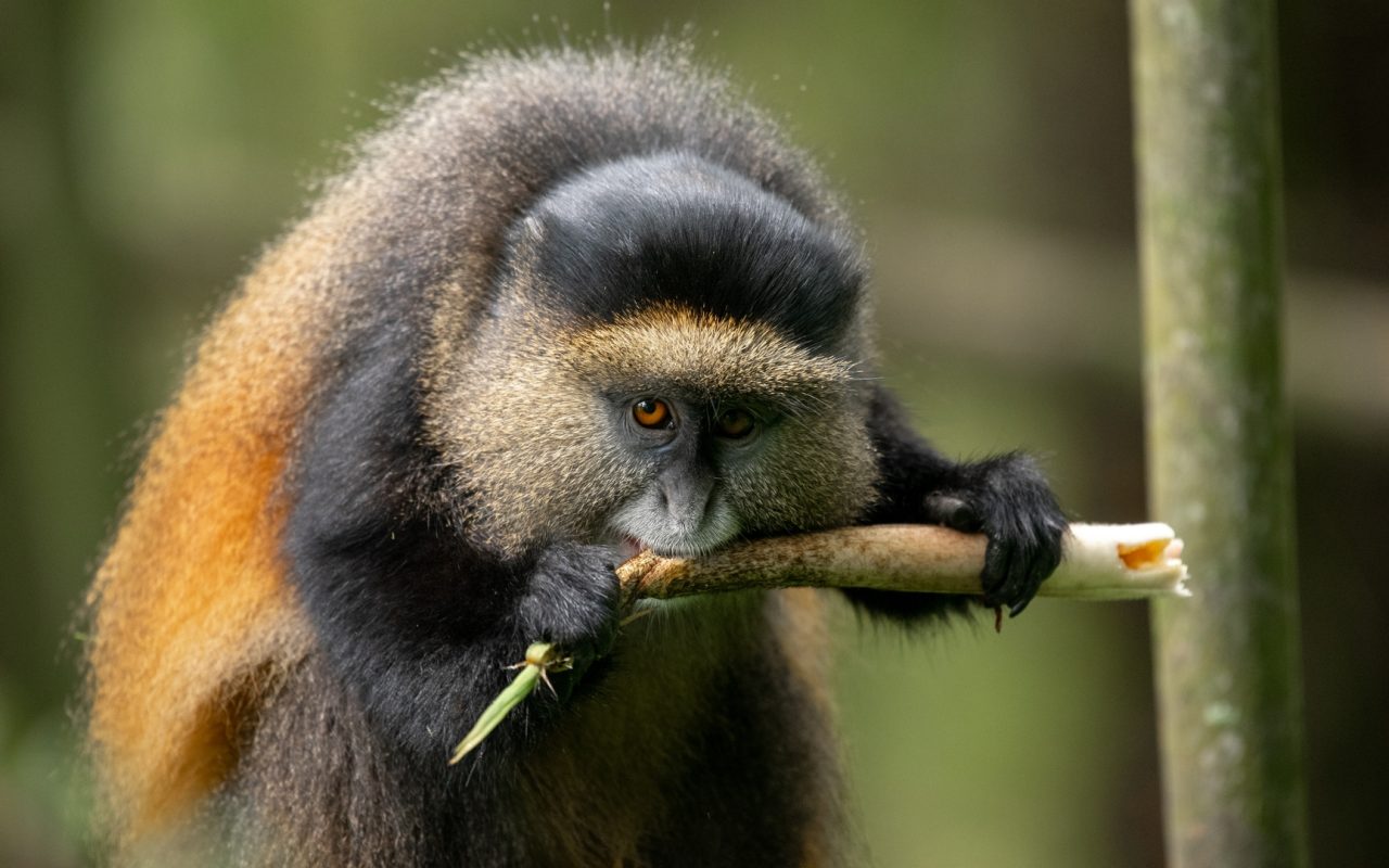 How Much Is a Golden Monkey Tracking Permit in Rwanda