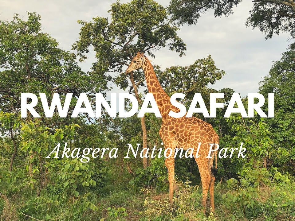 Is Akagera National Park Worth Visiting in Rwanda