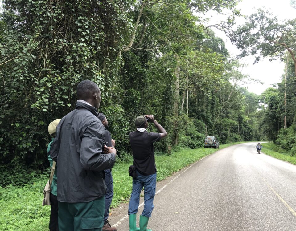 Is Kibale Forest Suitable for Birdwatching