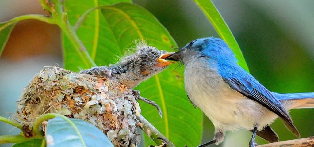 Is Murchison Falls National Park Good for Birding Safaris?