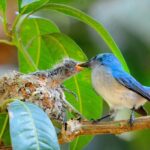 Is Murchison Falls National Park Good for Birding Safaris?