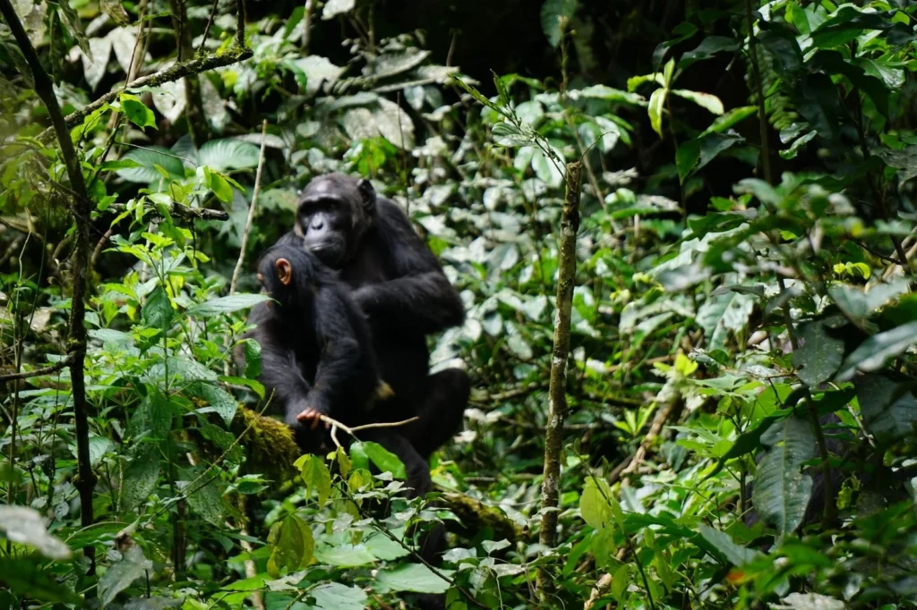 Guide to Chimpanzee Trekking in Uganda 2027