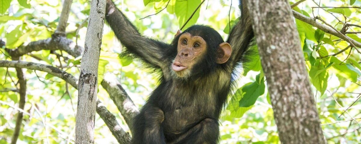 What Time Does Chimpanzee Tracking Start in Uganda