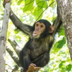 What Time Does Chimpanzee Tracking Start in Uganda