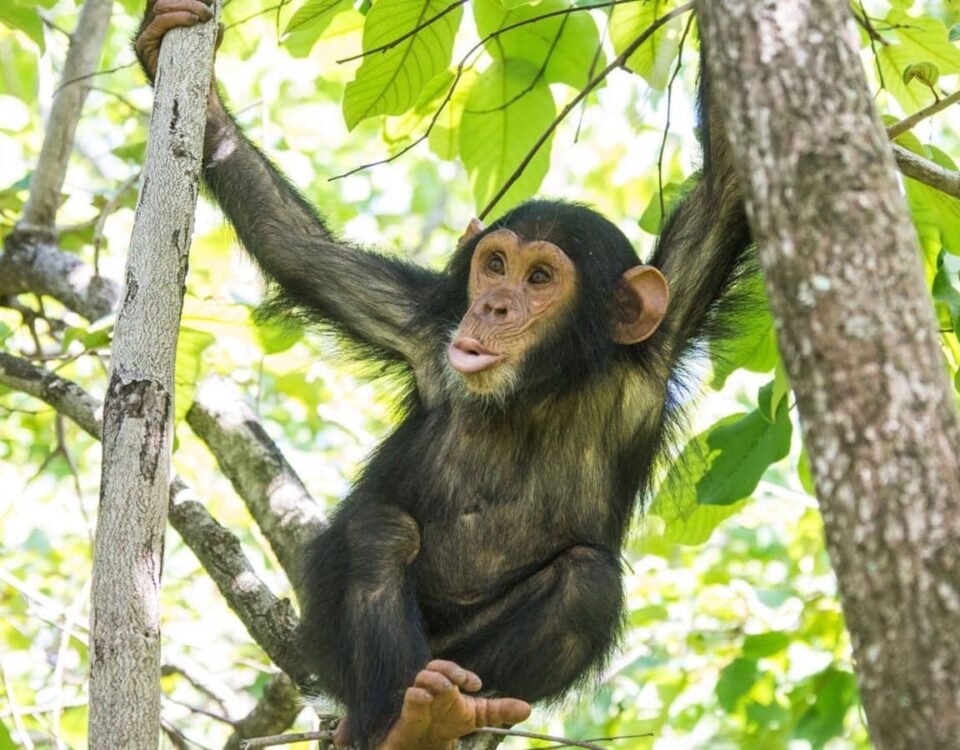 What Time Does Chimpanzee Tracking Start in Uganda