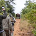 What Time of Day Are Walking Safaris Usually Done?