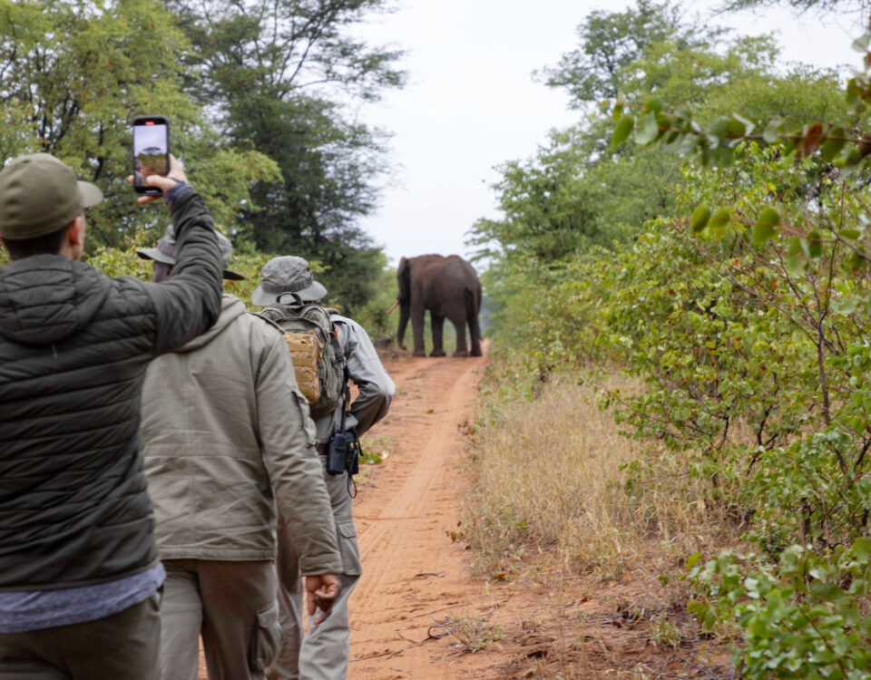 What Time of Day Are Walking Safaris Usually Done?