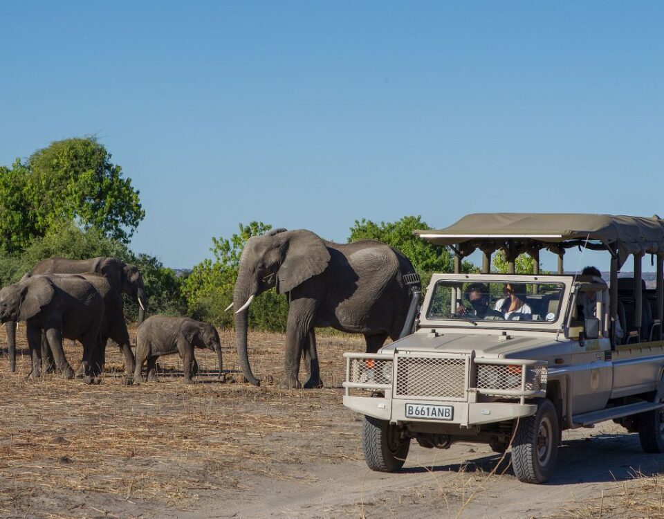 What Type of Vehicles Are Used for Game Drives