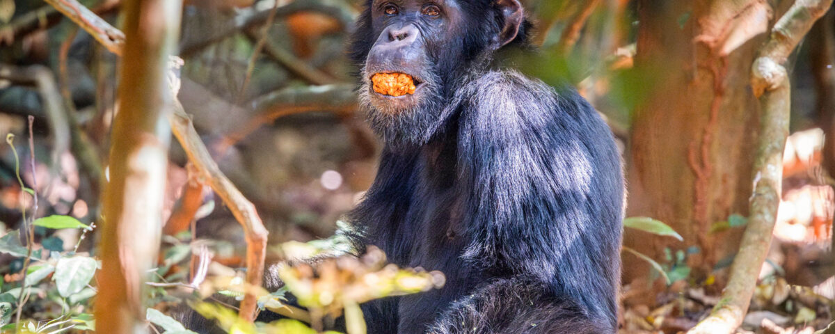 Can I Track Chimpanzees in Kibale Forest National Park?